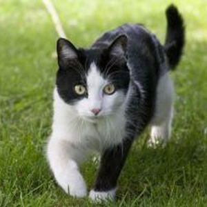 Idei de afaceri online de viitor - Pet-shop online si farmacie veterinara!