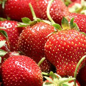 Afaceri agricole cu capsuni: Bolile care ne ruineaza plantatia de capsuni