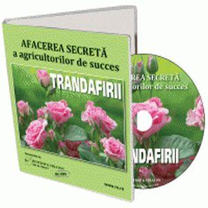 Afaceri agricole cu ... trandafiri!