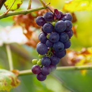 Statul va finanta 80 la suta din costul primelor de asigurare platite de catre viticultori