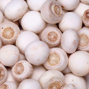 Cum pregatim spatiul pentru cultivarea ciupercilor Champignon?