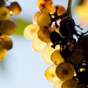 Afaceri cu vinuri de soi: Un nou soi de vita de vie romaneasca - Alb Aromat de Pietroasa!