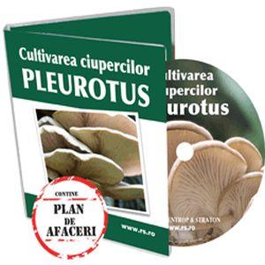 Ai pivnita sau grajd? Aici cresc ciupercile Pleurotus!