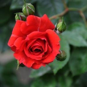 Plantatia de trandafiri - O afacere cu miros imbatator si profituri pe masura