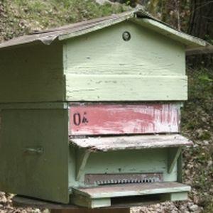 Vesti bune pentru apicultori: Se interzice o alta substanta activa, toxica pentru albine!