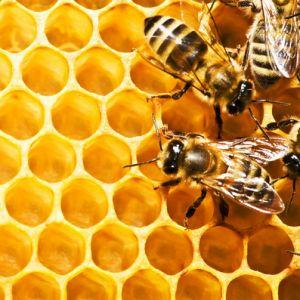 Mii de familii de albine au murit in judetul Olt din cauze ierbicidelor!