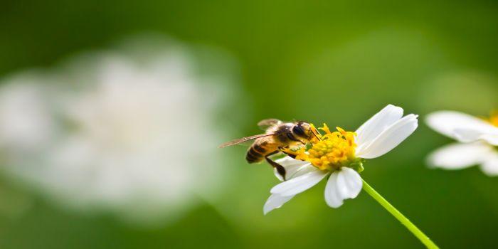Afacere profitabila in curtea ta: Cresterea albinelor