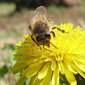 Fonduri pentru apicultori si modificari in agenda SCFCAH