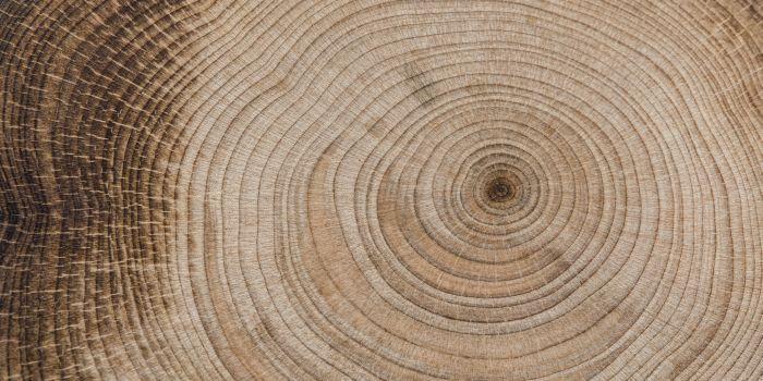 Eurostat: Romania se afla printre tarile cu cea ridicata productie de lemn