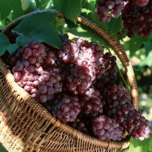 Vesti rele pentru viticultori: Ploile au compromis aproape o treime din productie!